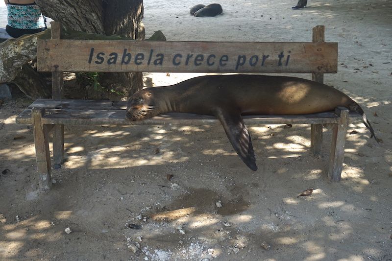 Lobo marino en un banco de Isabela