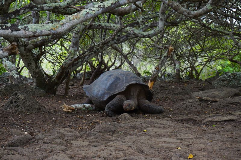 Una tortuga endémica, en la galapaguera de San Cristóbal