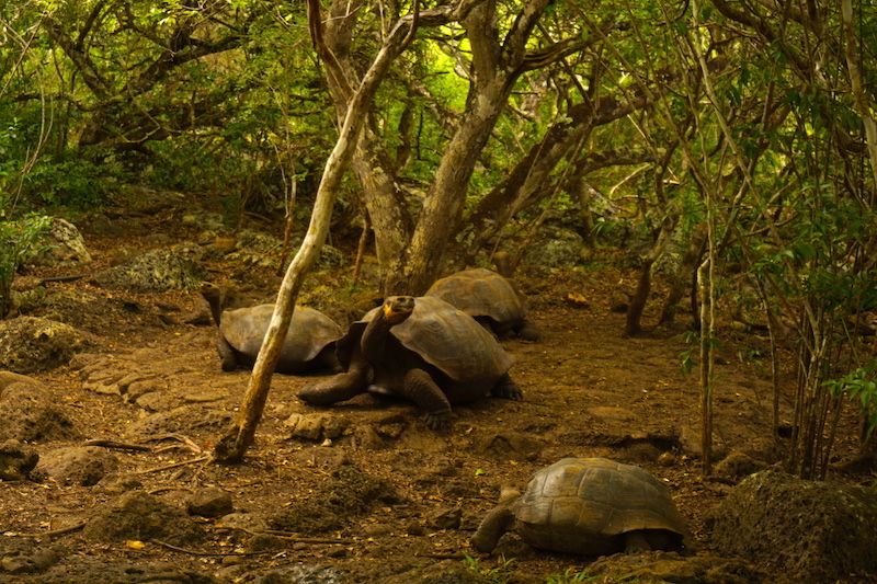 Tortugas gigantes de Galápagos en la Galapaguera de San Cristóbal