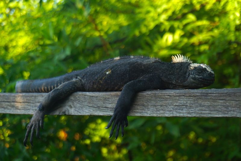 Un iguana descansando 