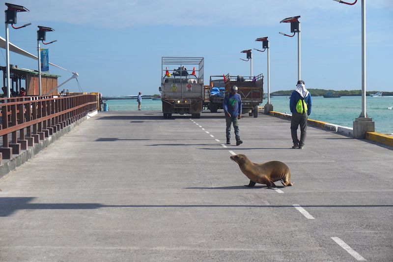 Un lobo marino cruzando la única carretera asfaltada de Isabela