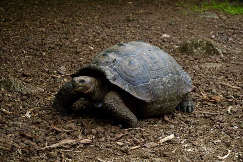 Una tortuga gigante paseando en libertad, Isabela