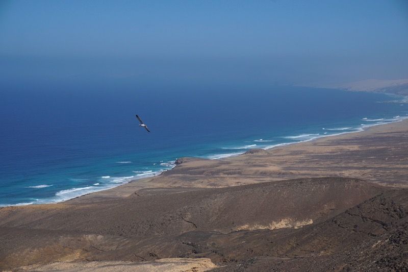 A seagull flying over the incredible views of Cofete beach