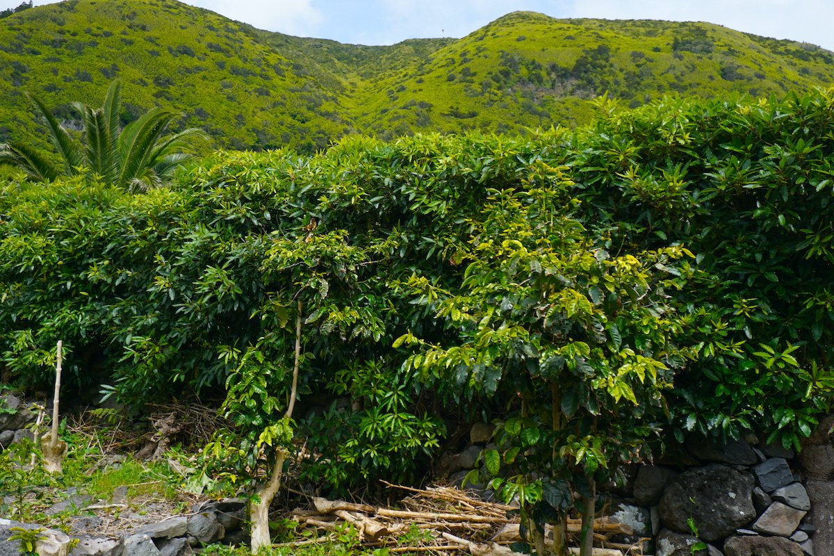 Las plantaciones de café en Fajã dos Vimes existen gracias al microclima de esta fajã