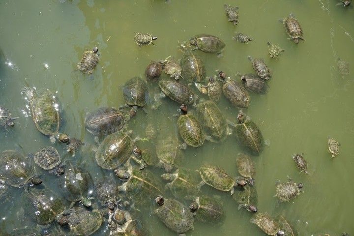 El estanque de tortugas en Kek Lok Si