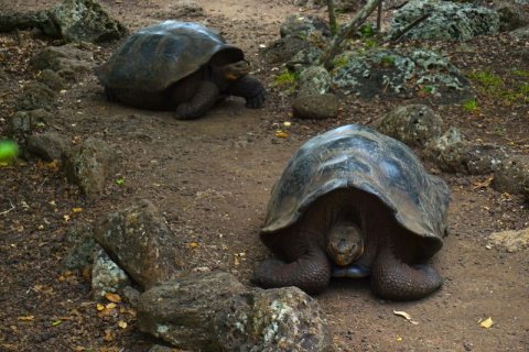 Tortugas gigantes en Galápagos
