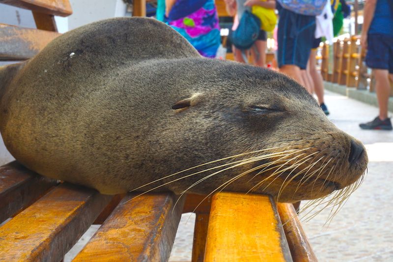 Un lobo marino durmiendo plácidamente en un banco de Puerto Ayora, Santa Cruz