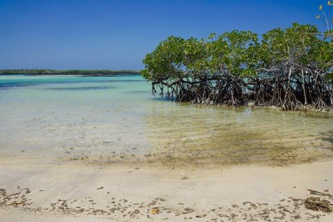 Los manglares son el principal pilar del ecosistema de la vida marina de Santa Cruz y de las Galápagos. 