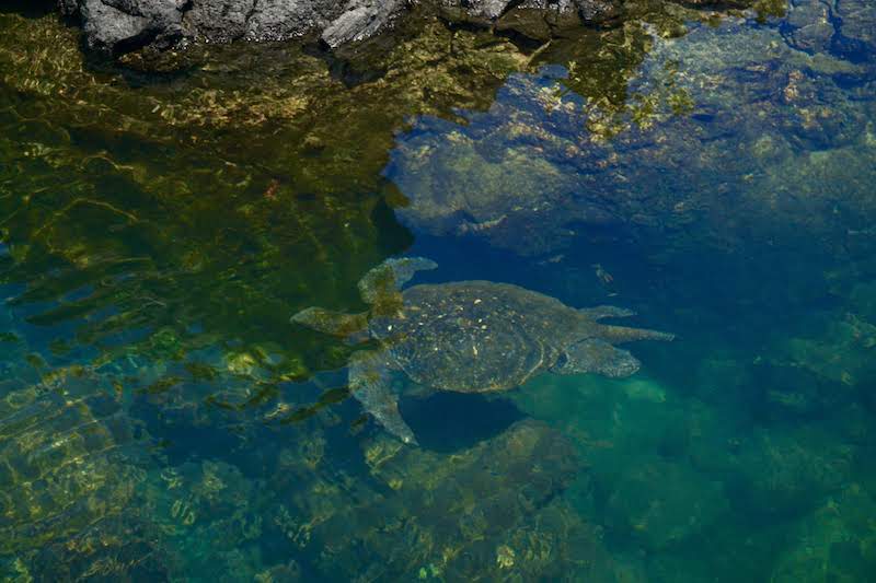 Una tortuga nadando entre los túneles de lava de cabo rosa