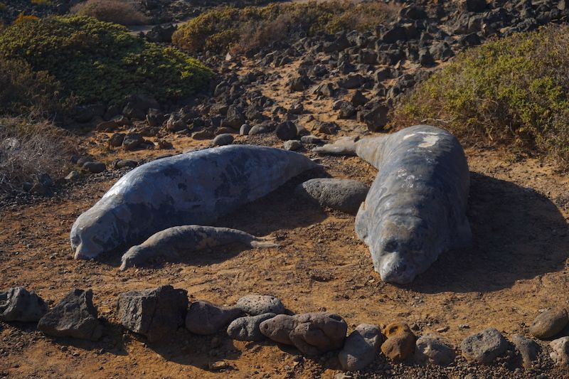 Los únicos lobos marinos que quedan a día de hoy en Isla de Lobos