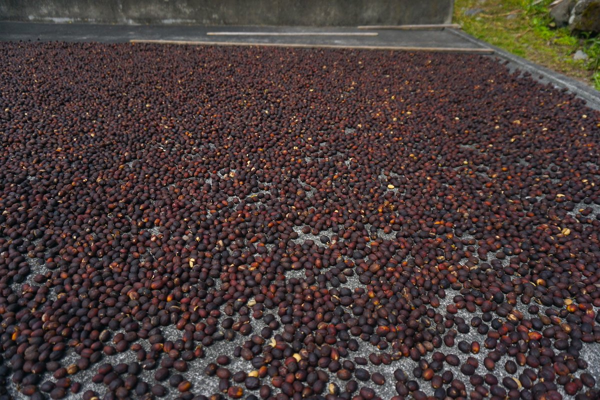Los granos de café secando al sol en Fajã dos Vimes